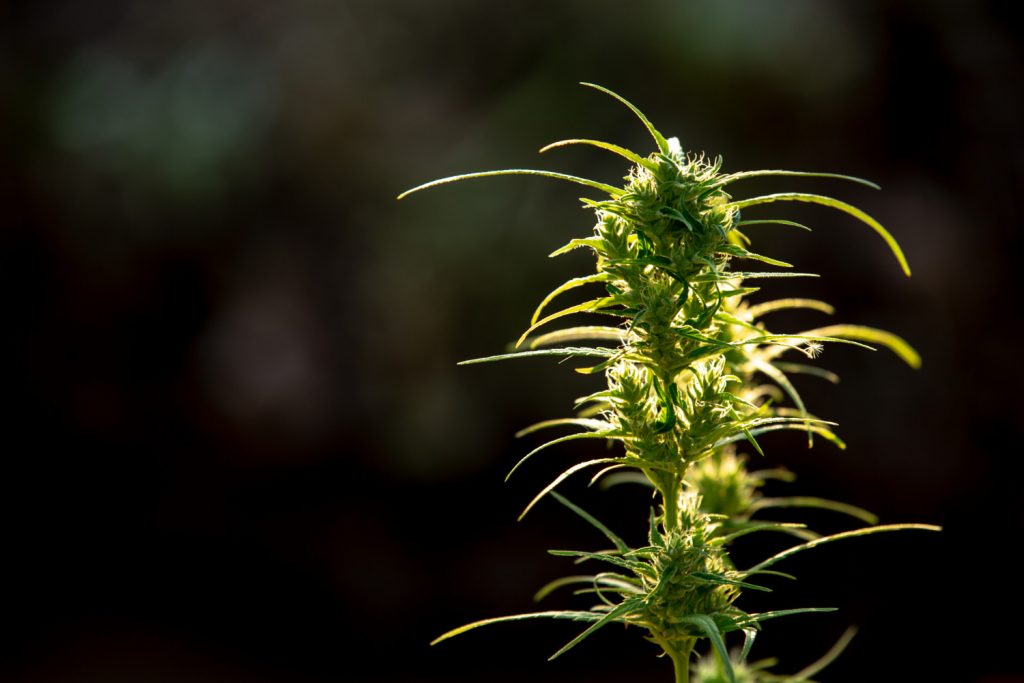 CBG — the cannabinoid that isn't CBD