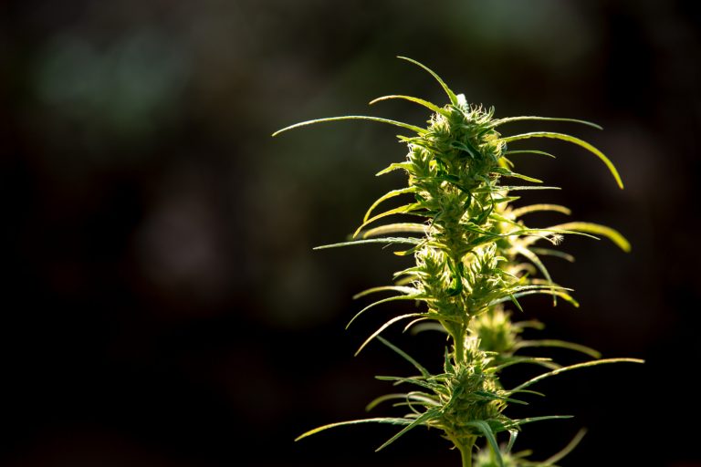 CBG — the cannabinoid that isn't CBD