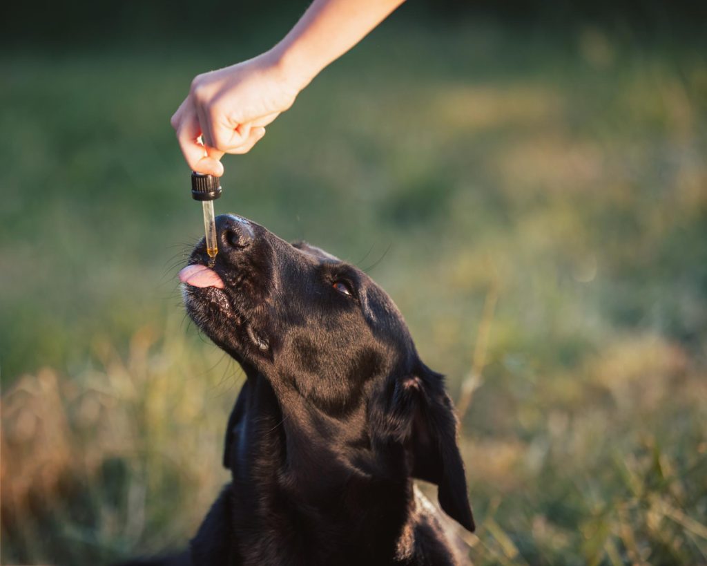 CBD oil dosage for dogs