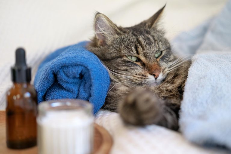 CBD oil vs hemp seed oil for pets