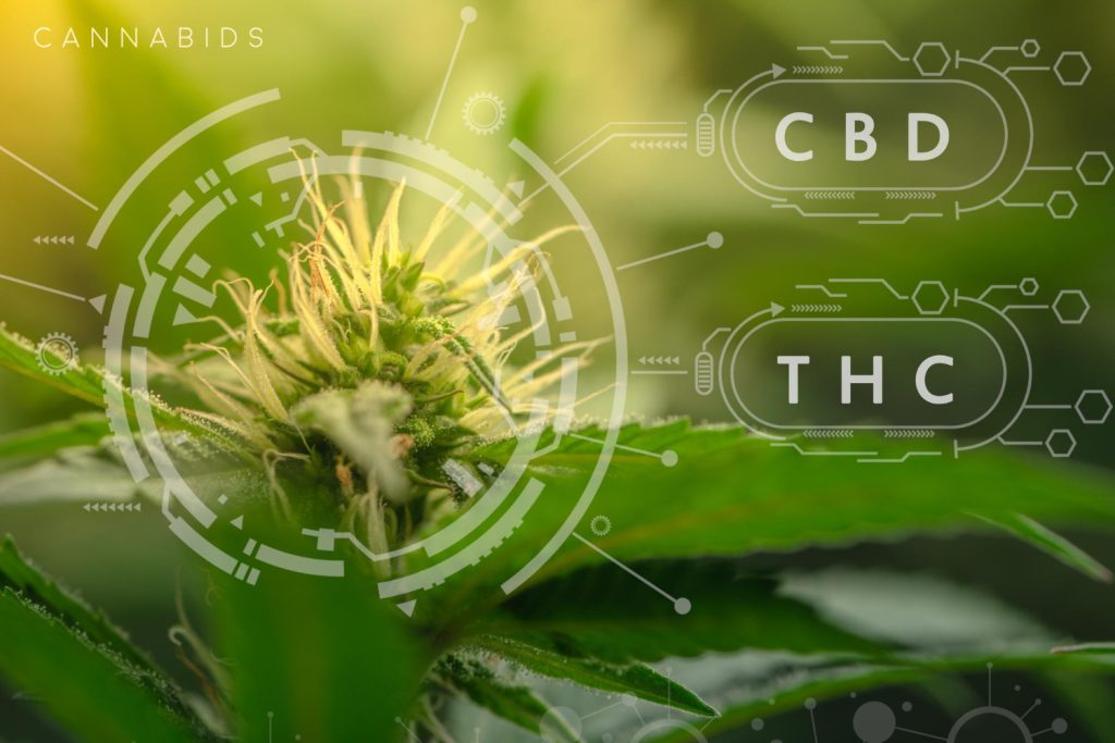 What is the endocannabinoid system