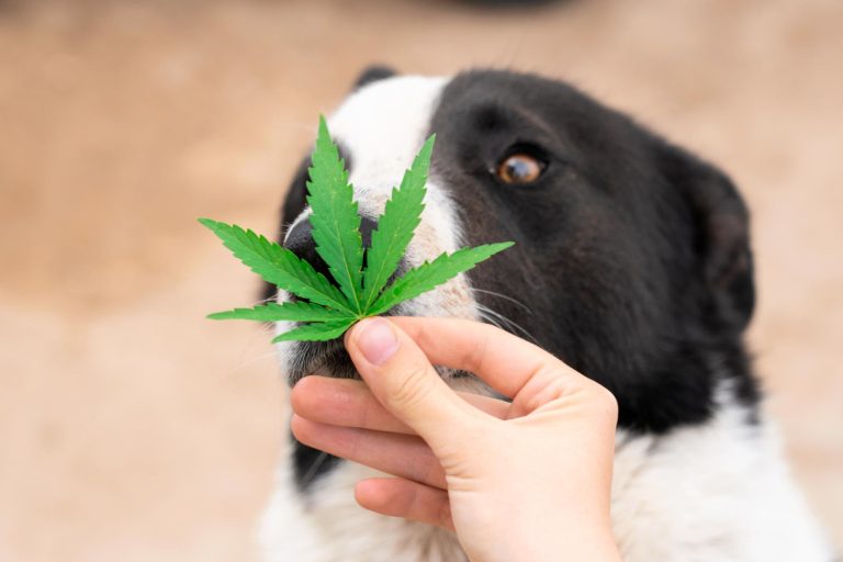 CBD oil for pets in Australia — what owners should know