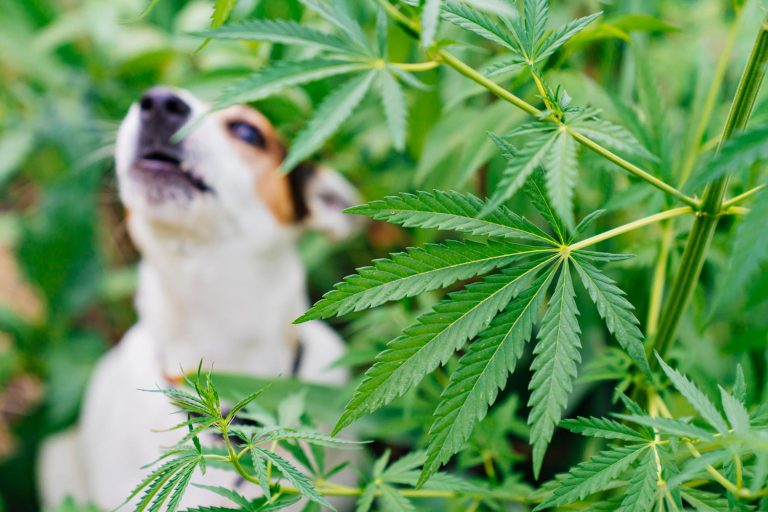 Pet CBD oil vs human CBD oil — are they different