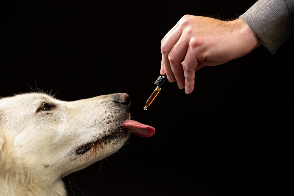 Talking to your vet about CBD oil for dogs